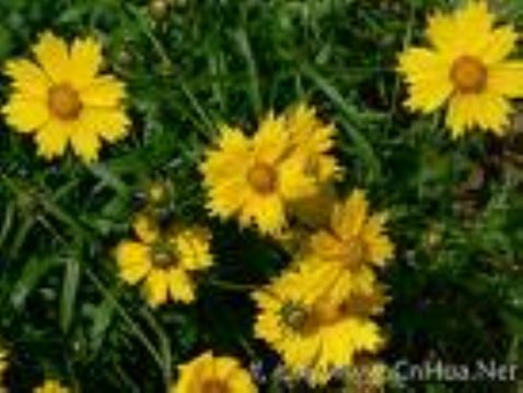 Chrysanthemum Yellow Pigment